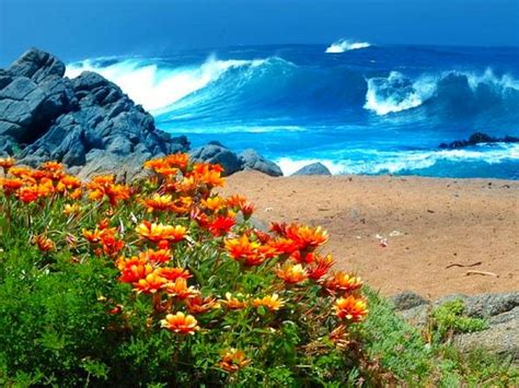 32 Best Images About Oceanview With Flowers On Pinterest Oil Painting