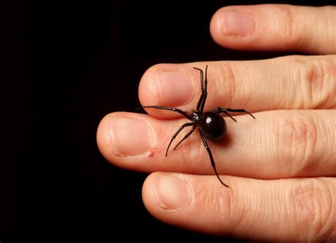 How Quickly Does A Black Widow Kill You Black Widow Spider Bite