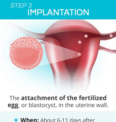 How Soon Can Implantation Occur After Conception Pic Flamingo