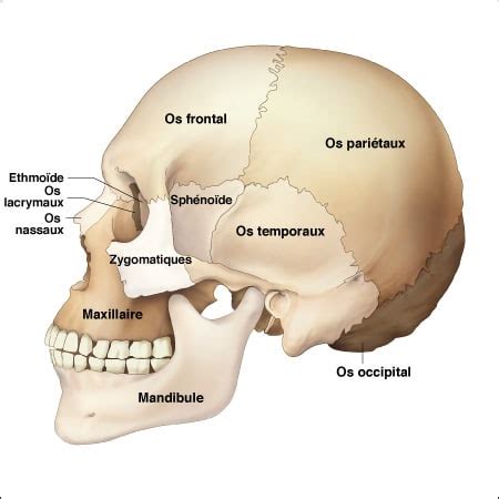 The skull contains 28 the eight paired bones of the face lend themselves to similar gamesmanship, again from napa valley multiple bones of the skull are among the many bones in the body that fuse after birth, lowering the. Os frontal - PhysioStudent