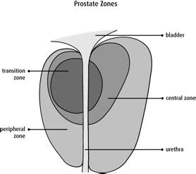 My Prostate Prostate