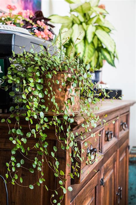 Native to new zealand, the vine plant is also called angel vine, necklace vine, lacy wire vine, or creeping wire vine. Creeping Wire Vine (Muehlenbeckia axillaris) | Indoor ...