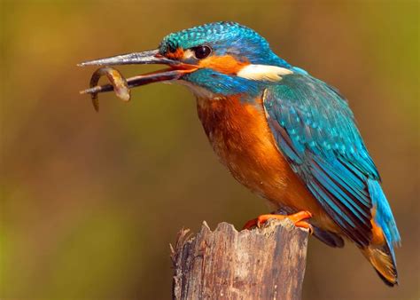 26 Of The Most Colorful Birds On The Planet And Where To Find Them