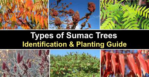 Identifying Sumac Trees