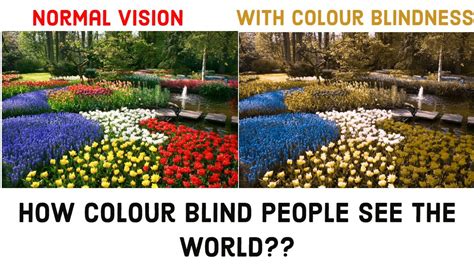 How Colour Blind People See The World And How To Cope Up Youtube
