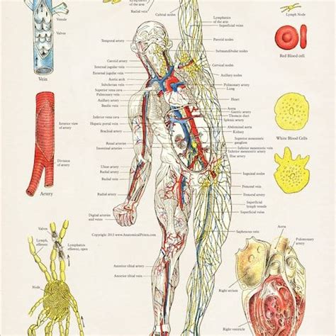 Dermatomes Myotomes And Dtr Poster Chiropractic Medical Etsy In