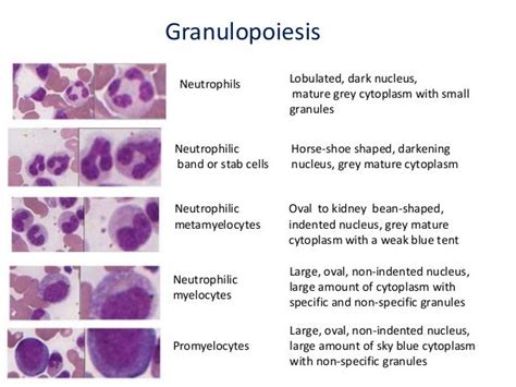 Granulocytes Types