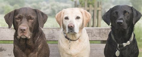 3 Labradors Stock Image Image Of Chair Summer Dogs 71948145