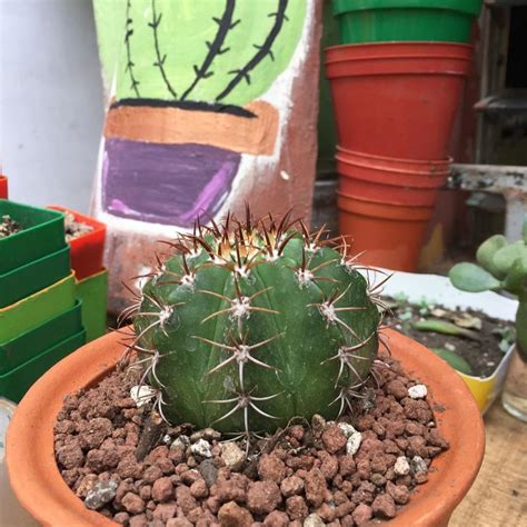At night these spines insulate the cactus from. What Adaptations Does a Cactus Have? | Succulent City