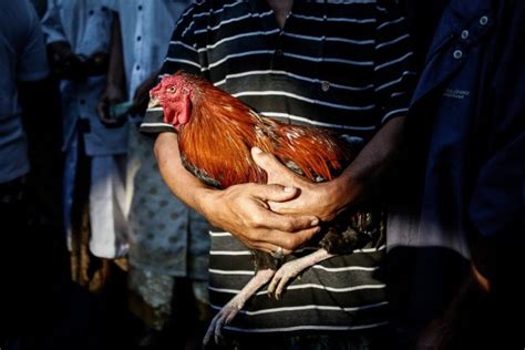 Police Officer Killed By Rooster While Trying To Break Up Cockfight In The Philippines