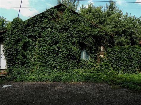 We did not find results for: Ornamental Hops