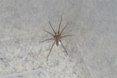 Is This A Brown Recluse Spider Spiders Look Colorado Nature