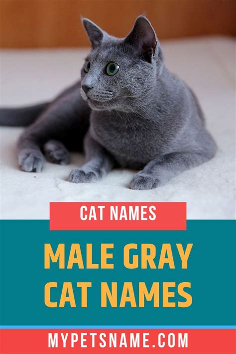 Cats Names Male Grey