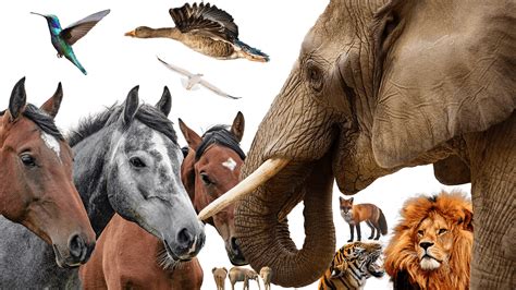 Flora And Fauna Png