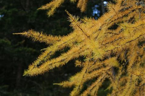 Hd Wallpaper Larch Tree Autumn European Larch Golden Autumn Plant