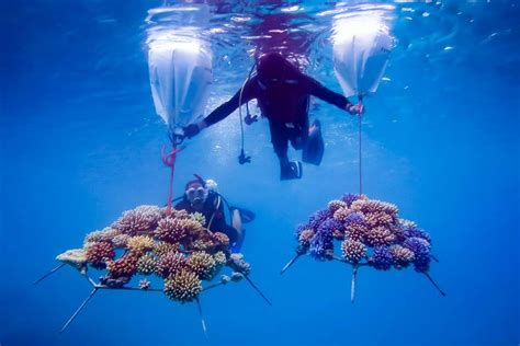 Reefscapers Specialists In Coral Propagation