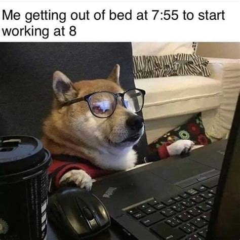 Best 20 Dogs Working From Home Memes List Petpress