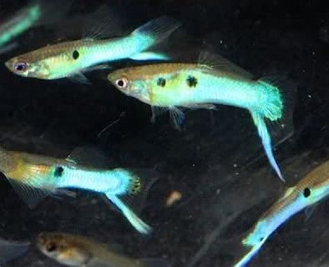 5 Japan Blue Swordtail Male Guppies Live Freshwater Aquarium Fish