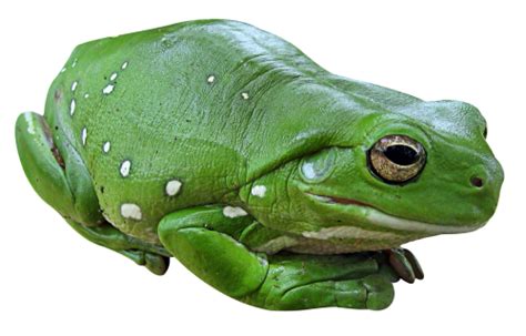 Hq Frog Png Transparent Frogpng Images Pluspng