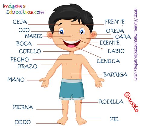 Partes Del Cuerpo En Castellano 4 Imagenes Educativas