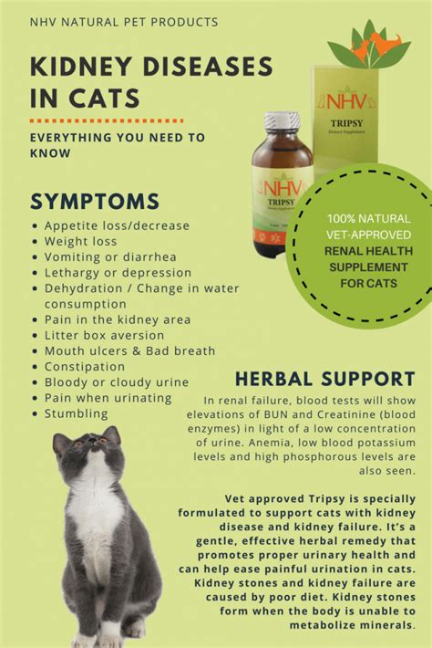 Read about the symptoms of kidney stones, which usually only occur if a stone gets stuck in your kidney, if it starts to travel down the ureter, or if it causes an very small kidney stones are unlikely to cause many symptoms. Kidney Stones Symptoms Cats - KIDKADS