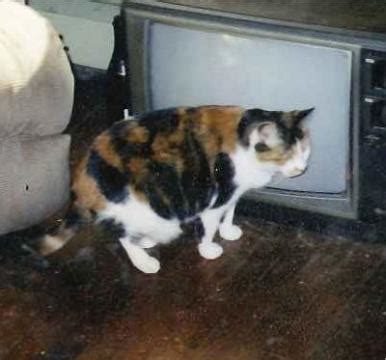 For cats, whiskers serve three purposes: LOST - Sweet older Calico cat | ewhiskers