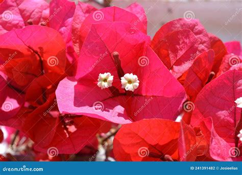 Bougainvillea Bracts And Flowers Detail Stock Photo Image Of