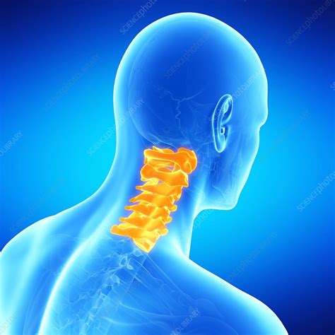 Cervical Spine Illustration Stock Image F0127547 Science Photo