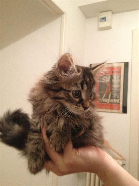 My Friends New Kitten Leo 6 Weeks Old Half Maine Coon Raww