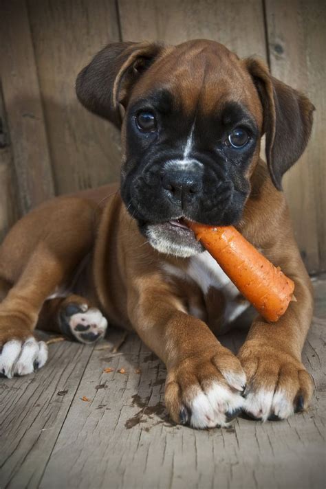 17 Best Images About Boxers On Pinterest Puppys Look At
