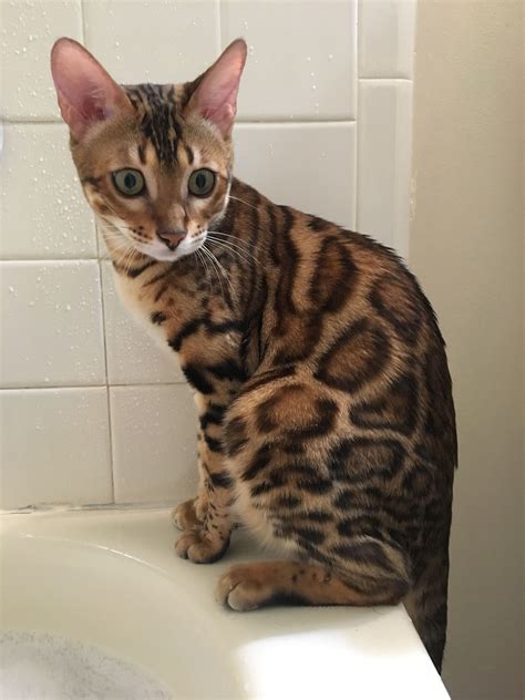 A Cat Sitting On Top Of A White Sink In A Bathroom Next To A Faucet