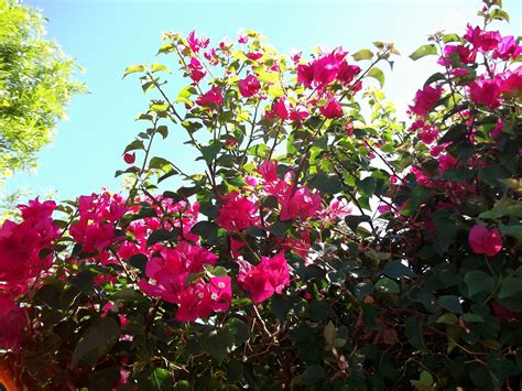 Maybe you would like to learn more about one of these? Pretty Pink Flowers in Arizona :) | Pink flowers, Pretty ...