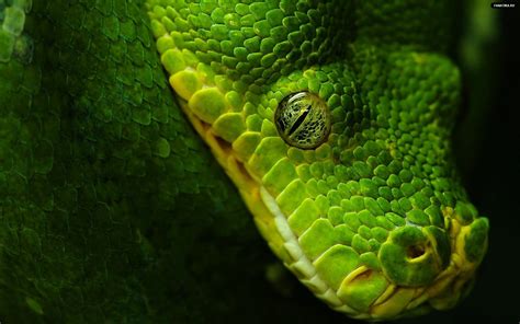 Cool Snake Wallpapers 65 Images