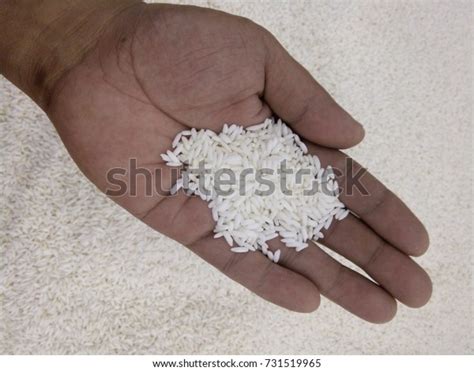 Hand Picking Uncooked Rice Stock Photo 731519965 Shutterstock