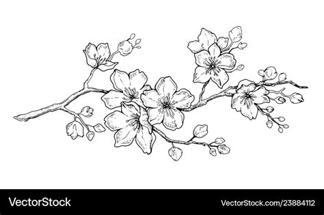 Cherry Flower Blossom Botanical Art Spring Vector Image