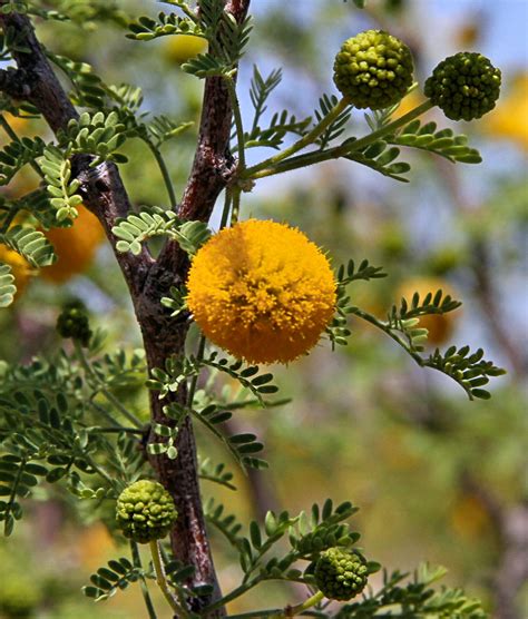 Whitethorn Acacia Acacia Constricta Tucson Az David Aber Flickr