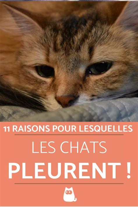 Pourquoi Les Chats Pleurent 11 Raisons Possibles Chat Repulsif