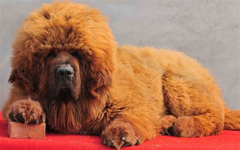 Tibetan Mastiff Dog Fluffy Dog Puppy Cute Dog Funny Dog Brown