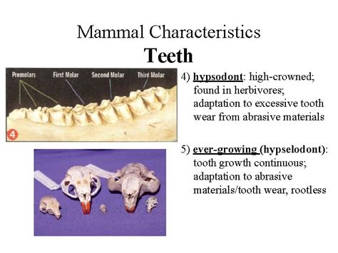 Mammal Characteristics Skull Cranium Mandible Large Cranial Cavity