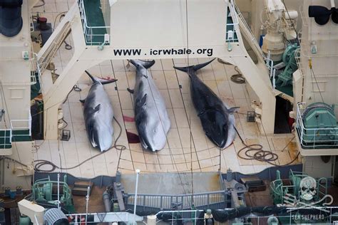 Sea Shepherd Uk Iwc Scientific Committee Blocks Japans Proposed