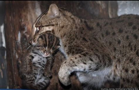The Smithsonian National Zoo Welcomes Its Litter Of Baby Fishing Cats