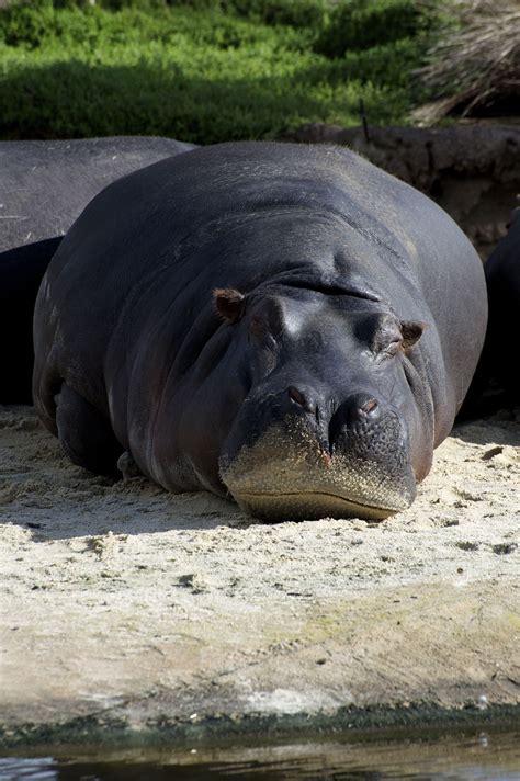 Sleeping Beauty Hippo Hippos Love To Bask In The Sun Not A Care In