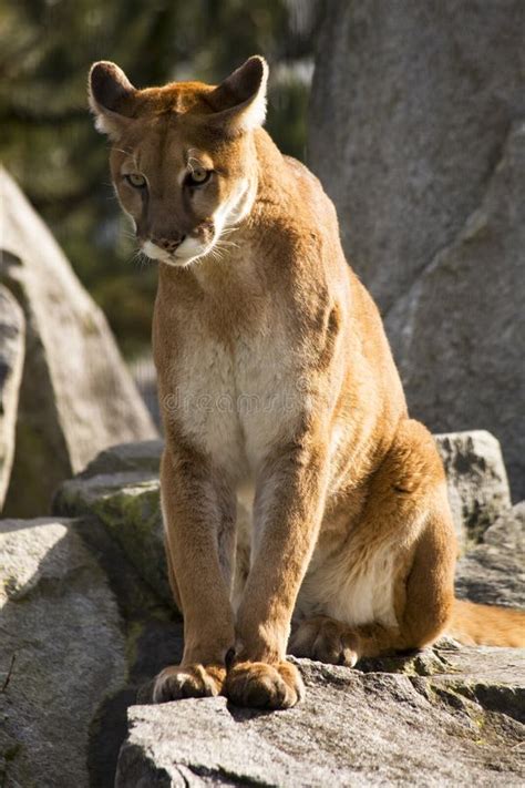 Mountain Lion Cougar Looking For Prey Stock Photo Image Of Majestic