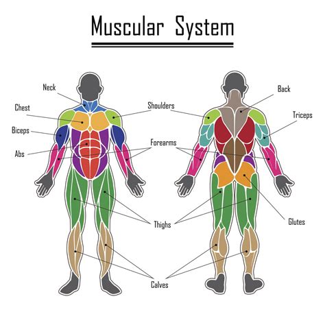 Muscular System Major Structures