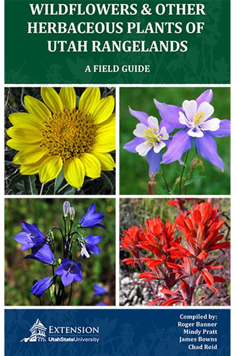 Wildflowers And Other Herbaceous Plants Of Utah Rangelands Usu