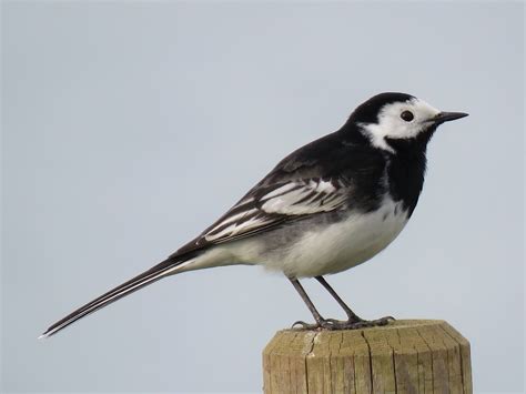 Cambridgeshire Bird Club Gallery Pied Wagtail
