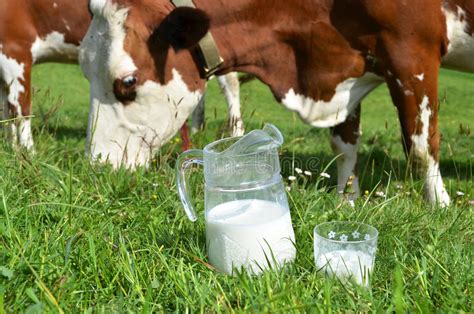 Milk And Cows Stock Photo Image Of Drink Grass Animal 40266122