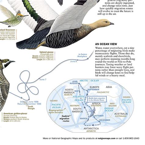 National Geographic Bird Migration Western Hemisphere Wall Map