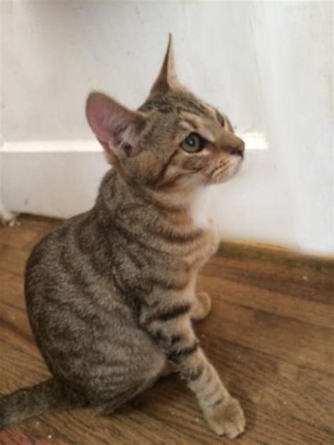 An f2 bengal is an f1 female cat bred with a male domestic cat. I found Crackle- Bengal Mix on | Snap crackle pop, Bengal ...