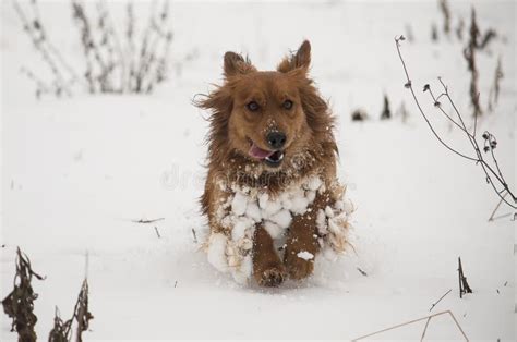 Dog Running In The Snow Stock Photo Image Of Cold Snow 66258586